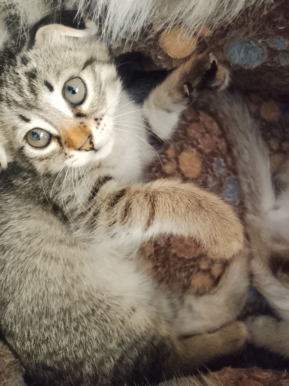 Продаются веслоухие котята