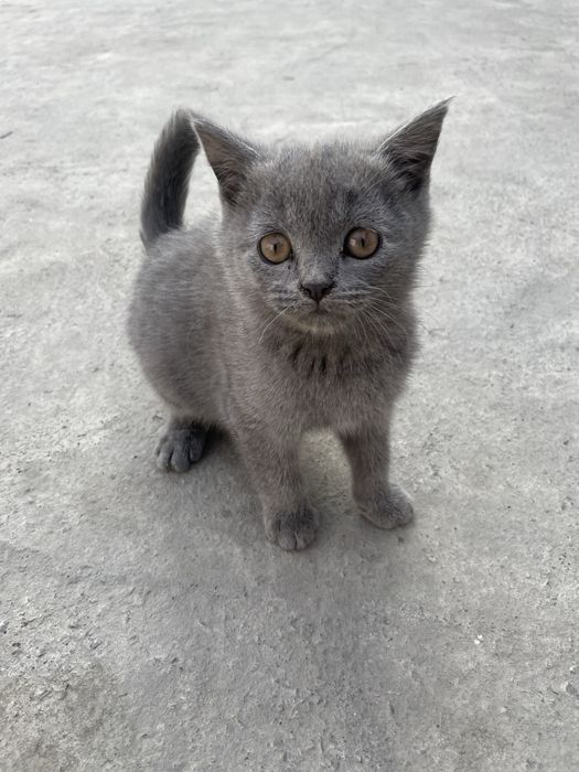 Skotish strayt 2 oyli bir o’gil bir qiz sotiladi