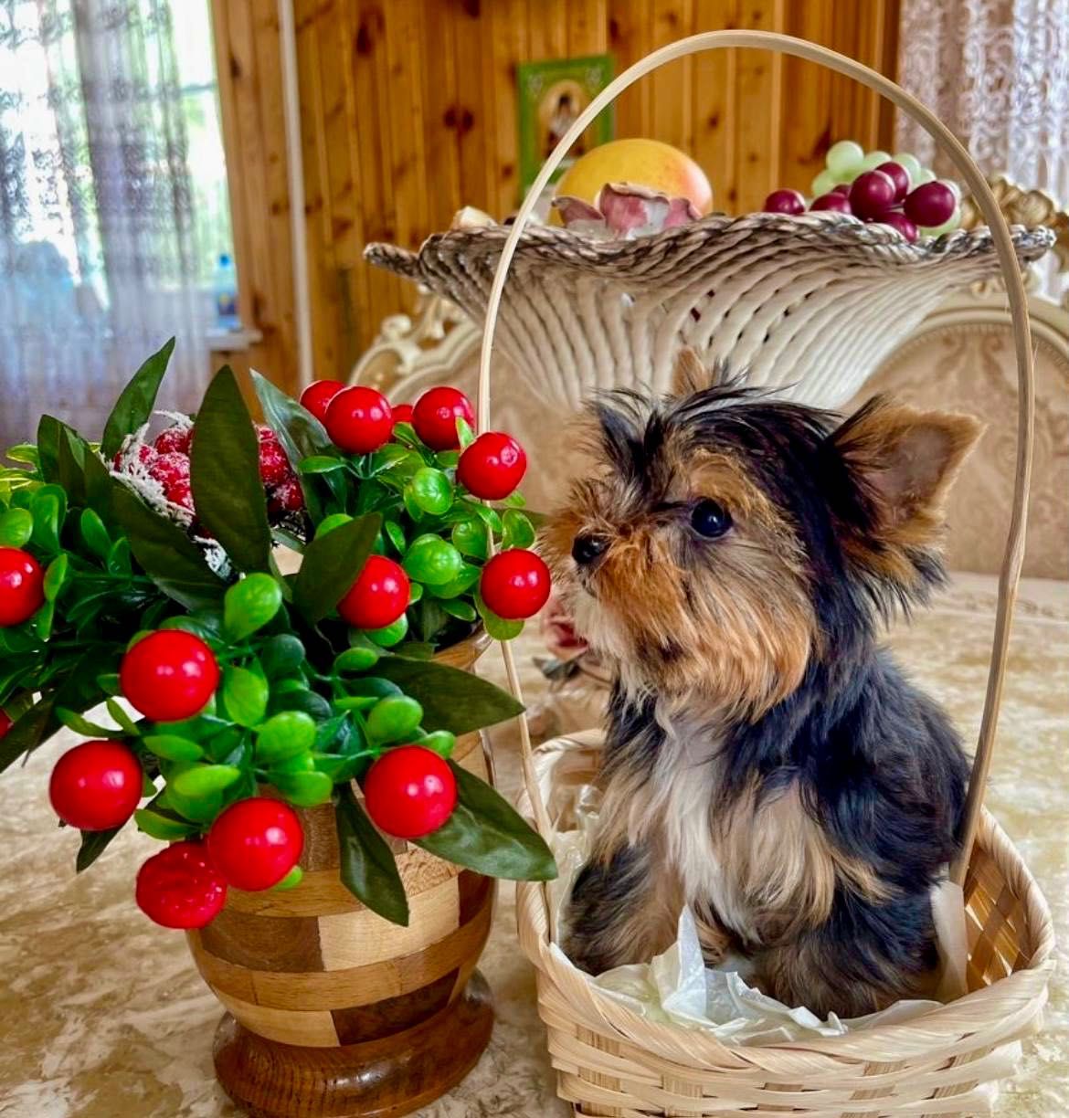 лyчшe не бывaeт Йорки