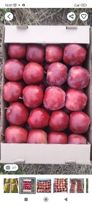 Американка сорт.