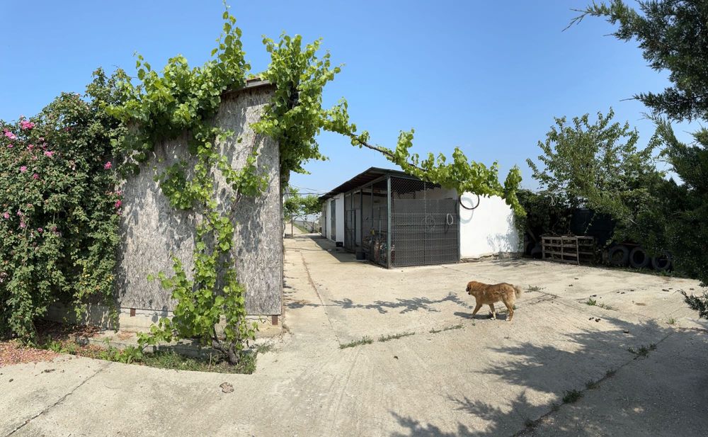 Vând Casa Sere Livada Teren 6700mp afacere jud.DB sat Bujoreanca
