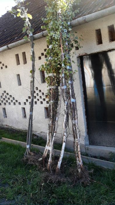 Mesteacan alb cu radacina