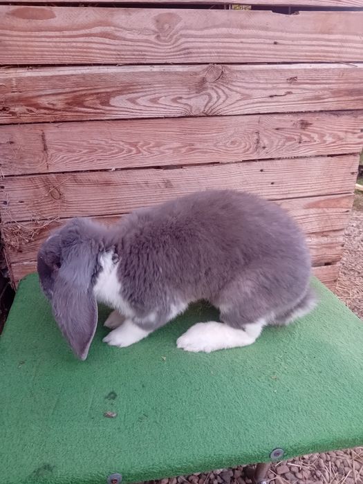 Vand sau schimb iepuri berbec german