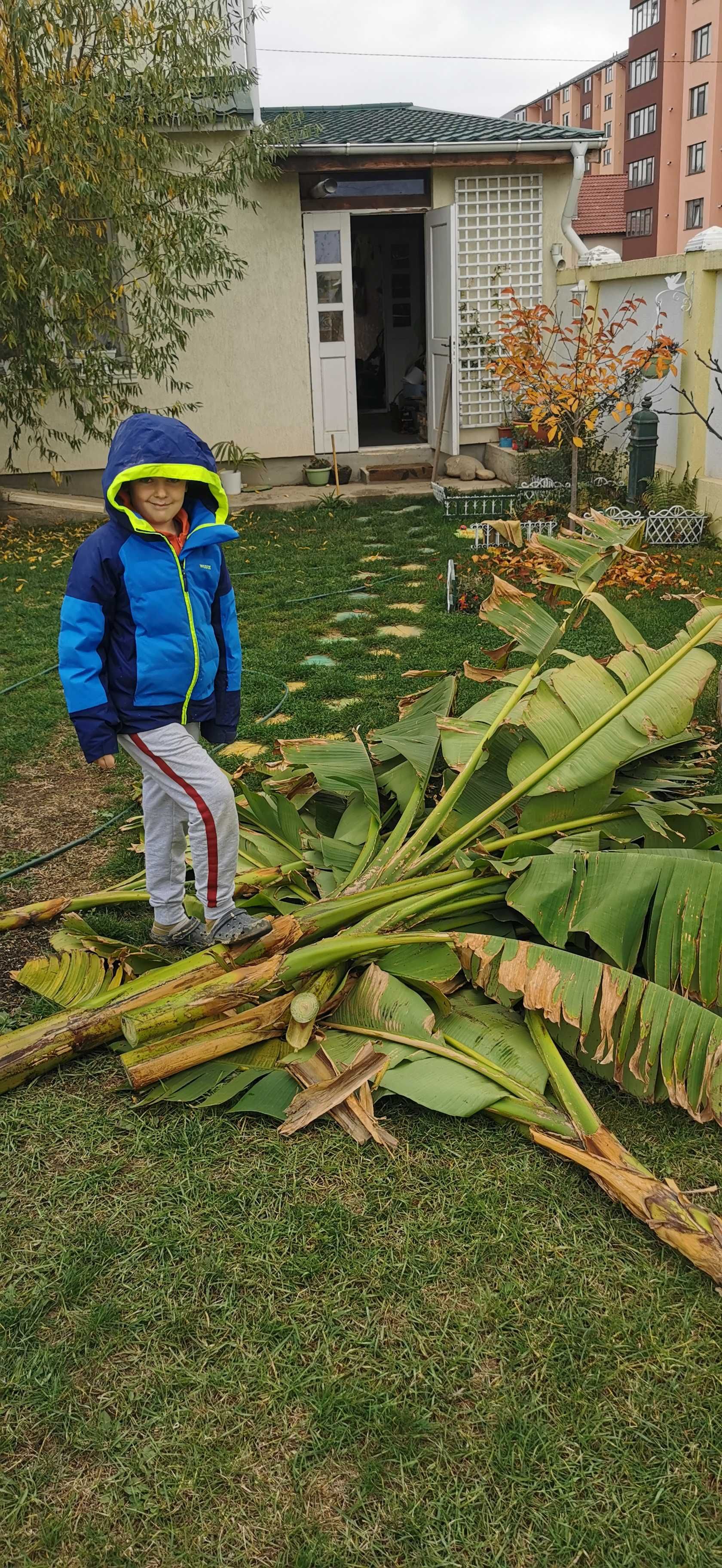 Vand bananieri/palmieri si agave