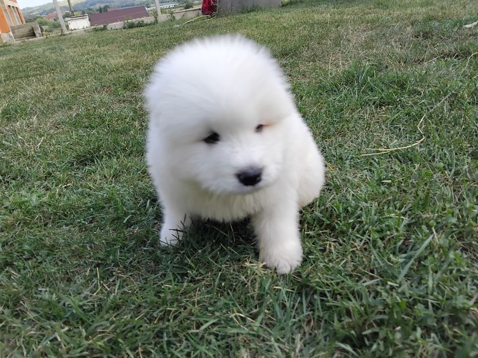 Samoyed fetita pufoasa