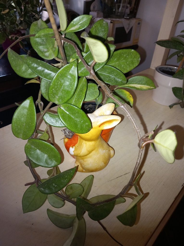 Hoya carnosa sau lacrima maicii domnului!