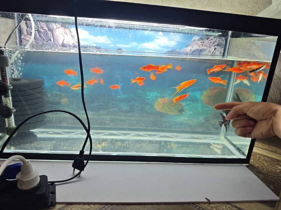 Рыба красный меченосец Рубин