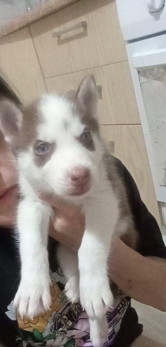 Хаски мальчик, 1 месяц
