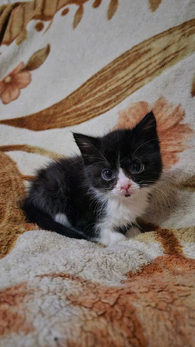 Отдам котенка в добрые руки