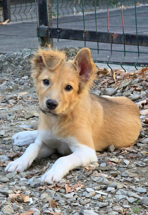 Cățelușă tânără caută adopție
