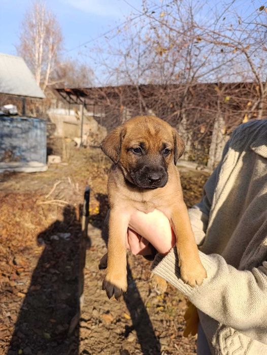 Щенки помесь лабрадора в добрые руки