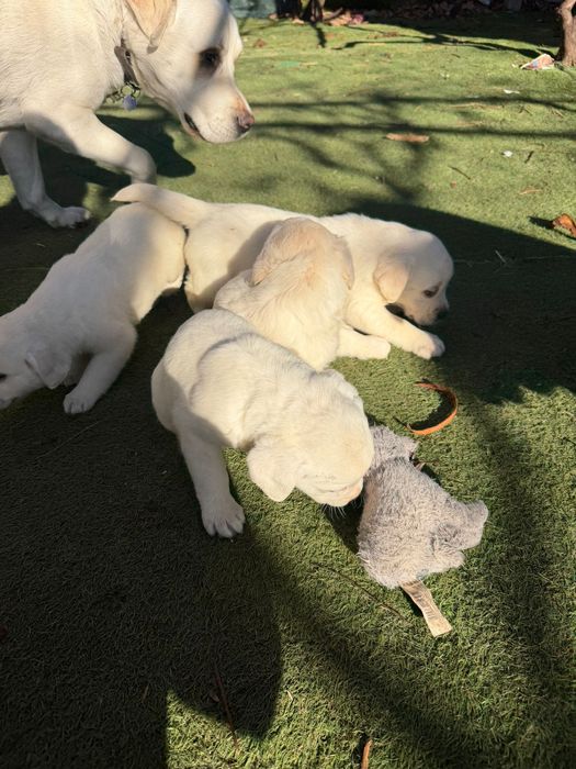 Продавам кучета Лабрадорчета мъжките 300лв,женските 200лв.