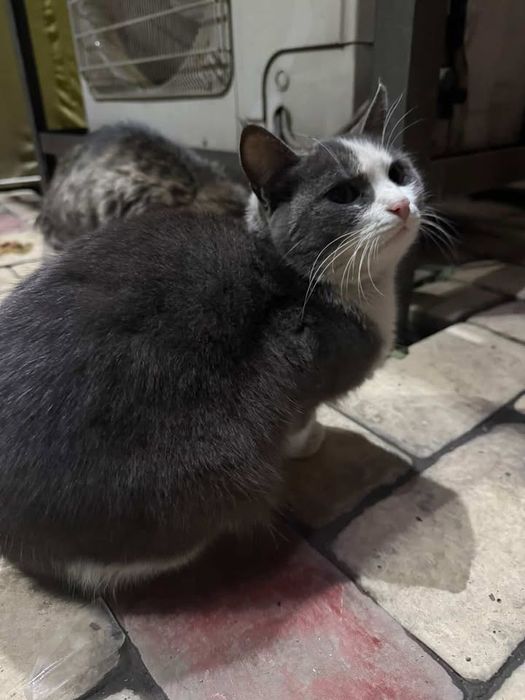 Отдадим кошек в хорошие руки