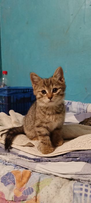Котенок маленький 1,5 месяца