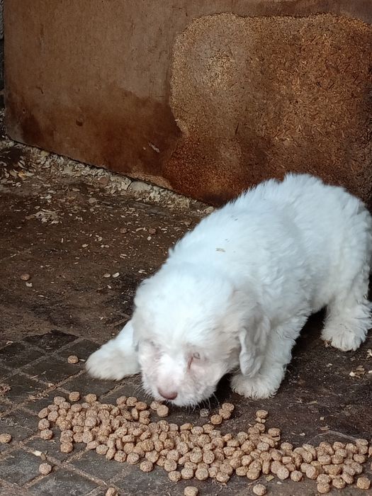 продавам кученца лагото-кокер