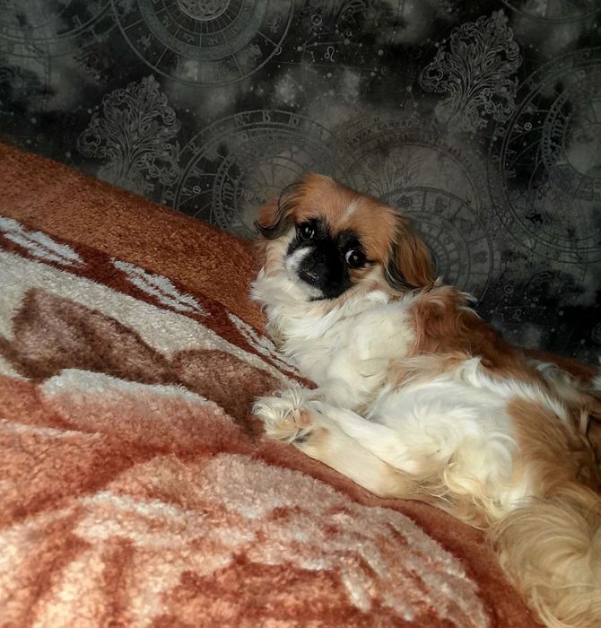 Отдам собачку (девочку)породы пикенес