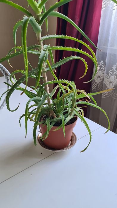 Комнатные цветы в  горшочках