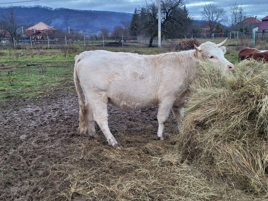 Juninci charolease si taur