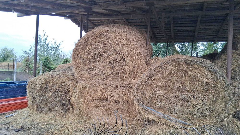Fan, cereale, furaje
