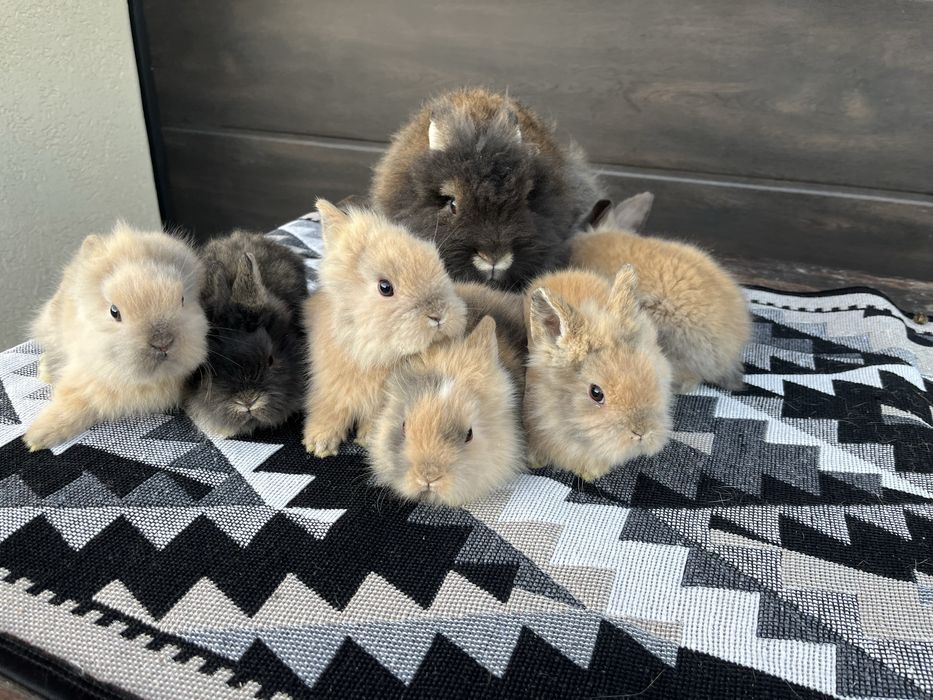 Iepuri rasa Cap de leu