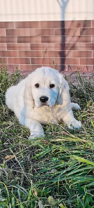 Băiețel Golden Retriever cu Pedigree