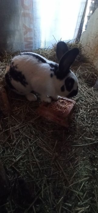 Uriaș pestriț german