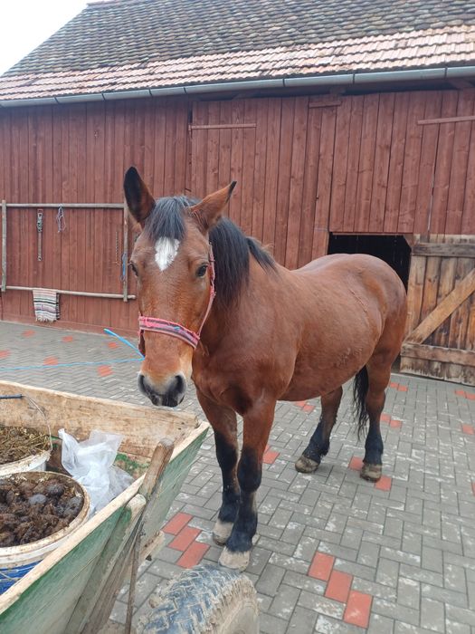 Iapa de vanzate , vârsta de 11 ani  !