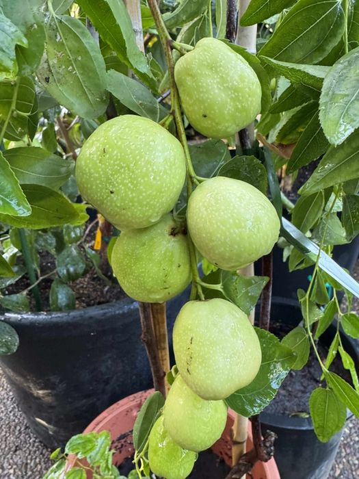 Jujube soiul Dangzao la ghiveci anul 5