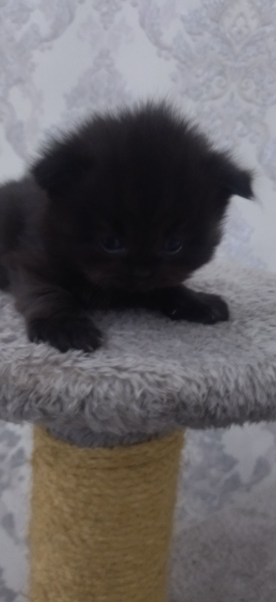 Mushuk zoti Scottish fold va straid