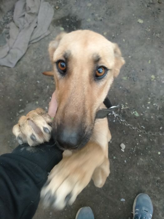 Продам собаку девочка умная послушная