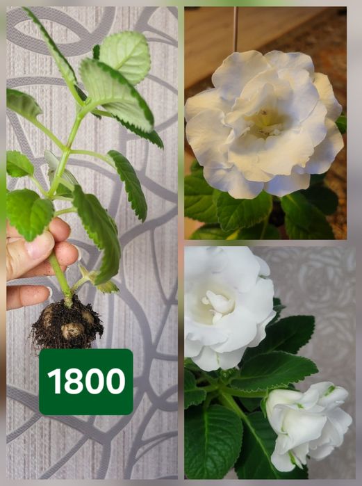 Махровая глоксиния 1800 45й гастроном