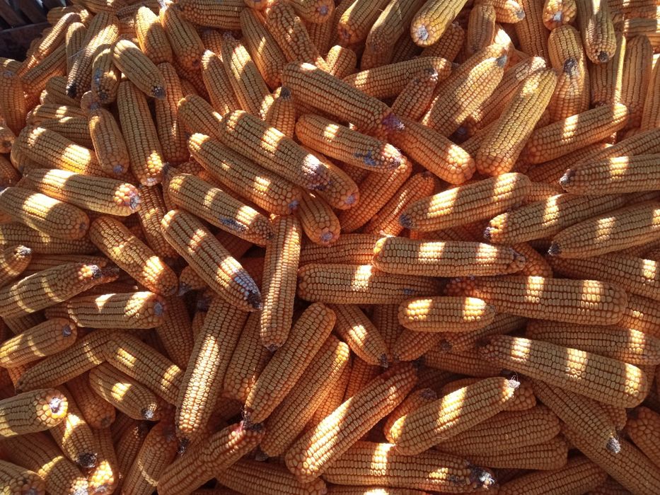 Vând Porumb productie2025