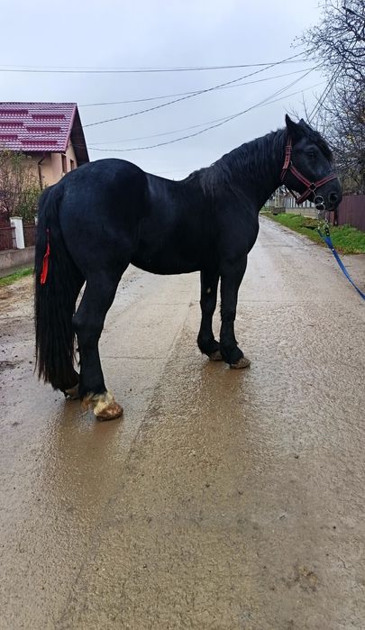 Vând mânz de 3 ani