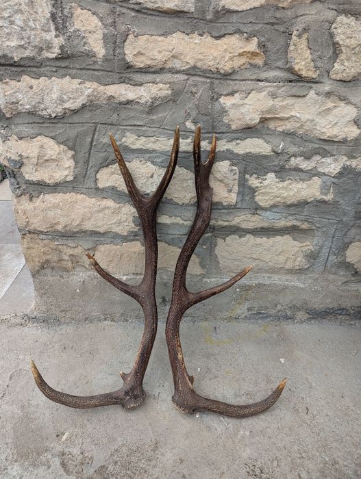 Vând coarne de cerb