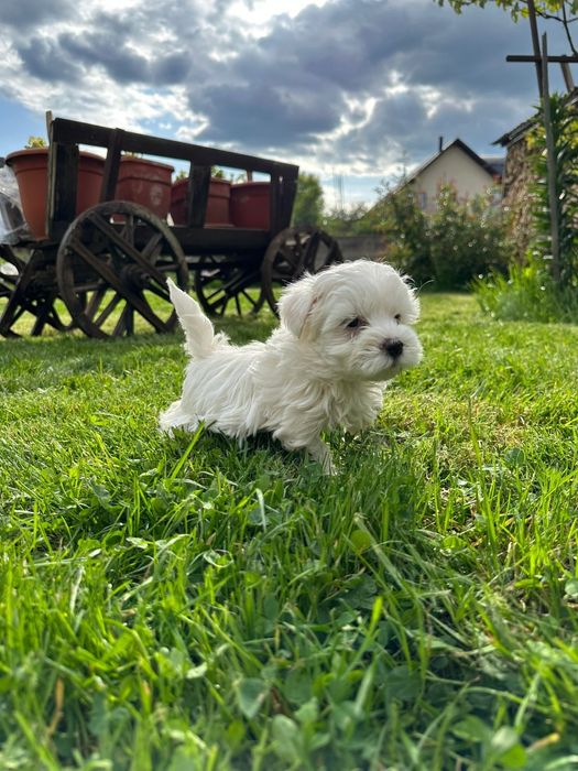 Bichon maltez talie micuta