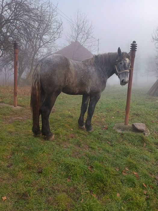 Vând sau schimb mânz percheron