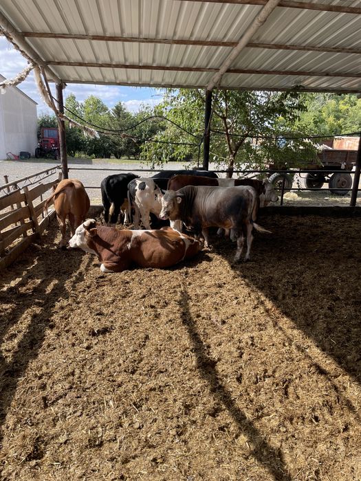 Vand tauri de rasa cu greutatea cuprinsa intre 400 si 550 kg