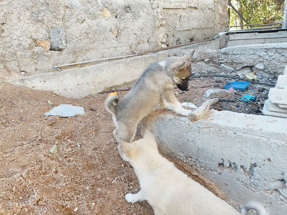 Щенки лайки ЗСЛ и ВСЛ