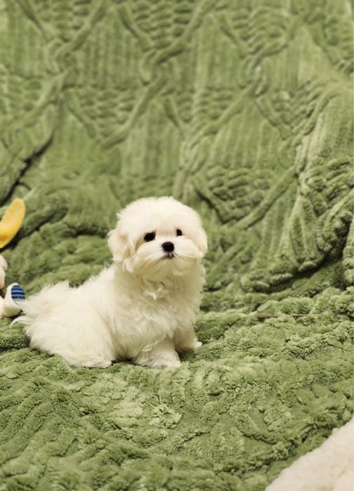 Мальтезе бейби фейс