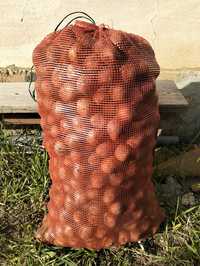 Семенная картошка