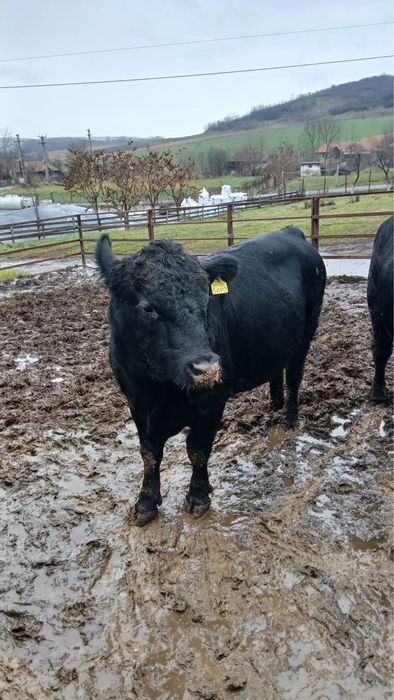 Vand taur black angus pentru sacrificat