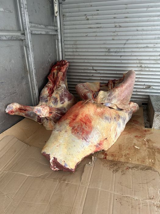 Соғым Жабағы еті