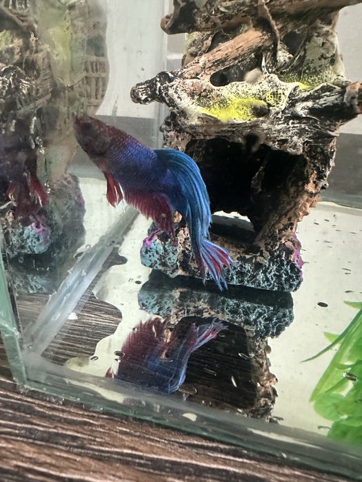 Pesti betta long tail / superb delta / crown tail