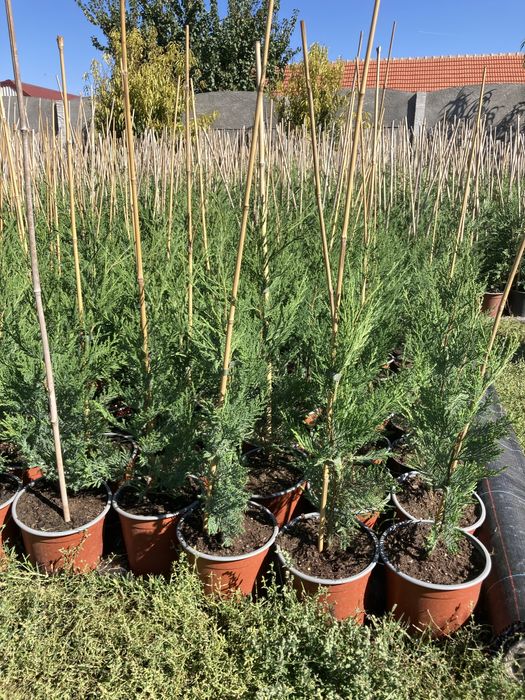 Leylandii - Timisoara - producator local