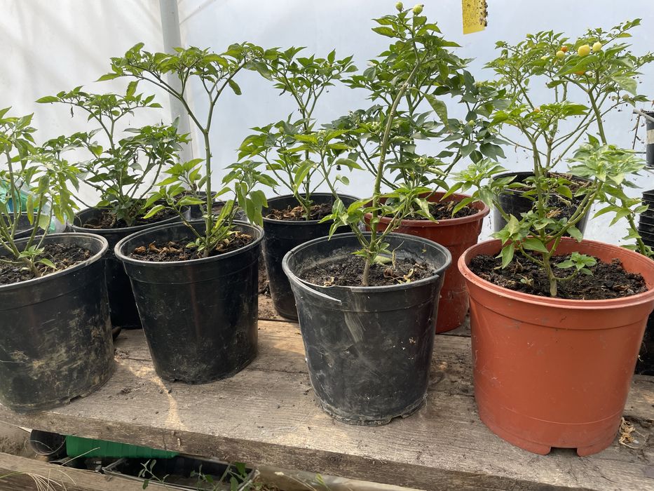 Aji Charapita, ardei iuti la ghiveci, seminte, fulgi de ardei