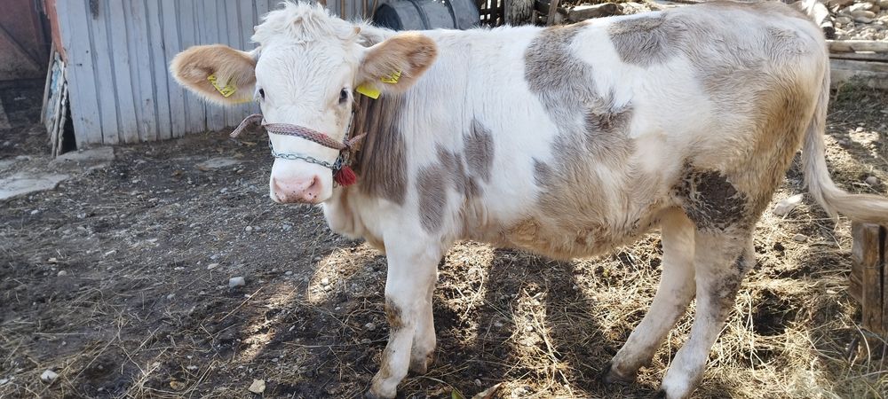 Vând doua vițele crescute bio din zonă de deal de 6 luni respectiv 4