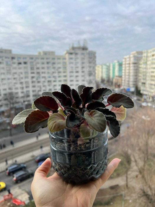 Violete de Parma batuta - „Violeta africana” - Saintpaulia