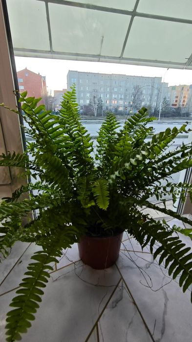 Продам комнатные цветы