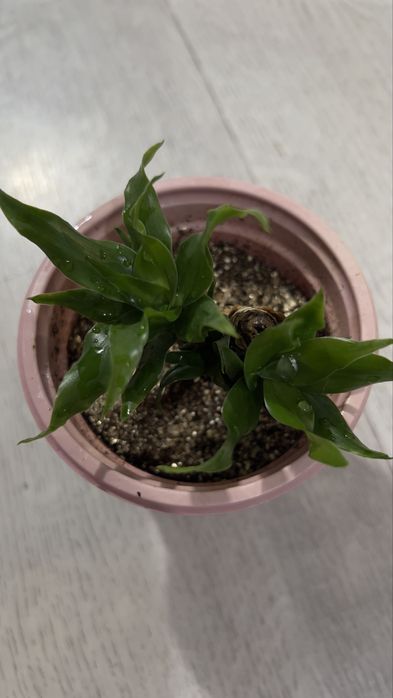 Продам драцену Компакта