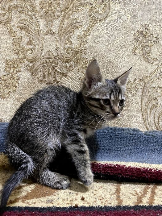 Шотландские котики и одна мать